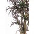 Dracena Seminaturale  Mini Foglie Multicolor  Tronco Mansanisi H 125 CM