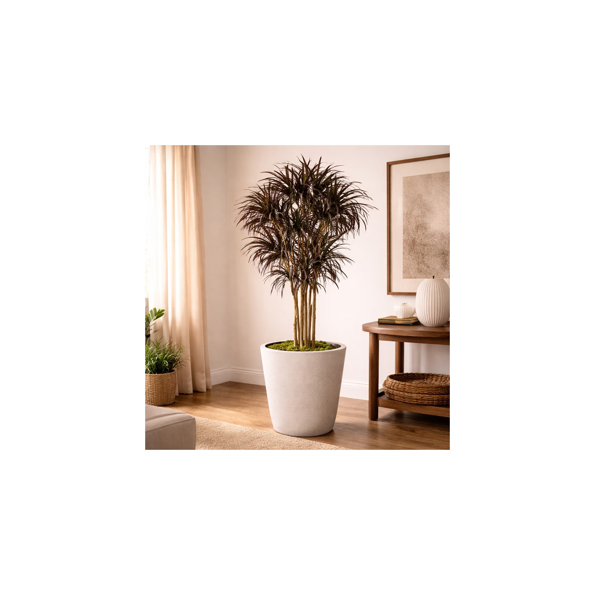 Dracena Seminaturale  Mini Foglie Multicolor  Tronco Mansanisi H 125 CM