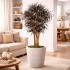 Dracena Seminaturale  Mini Foglie Multicolor  Tronco Mansanisi H 125 CM