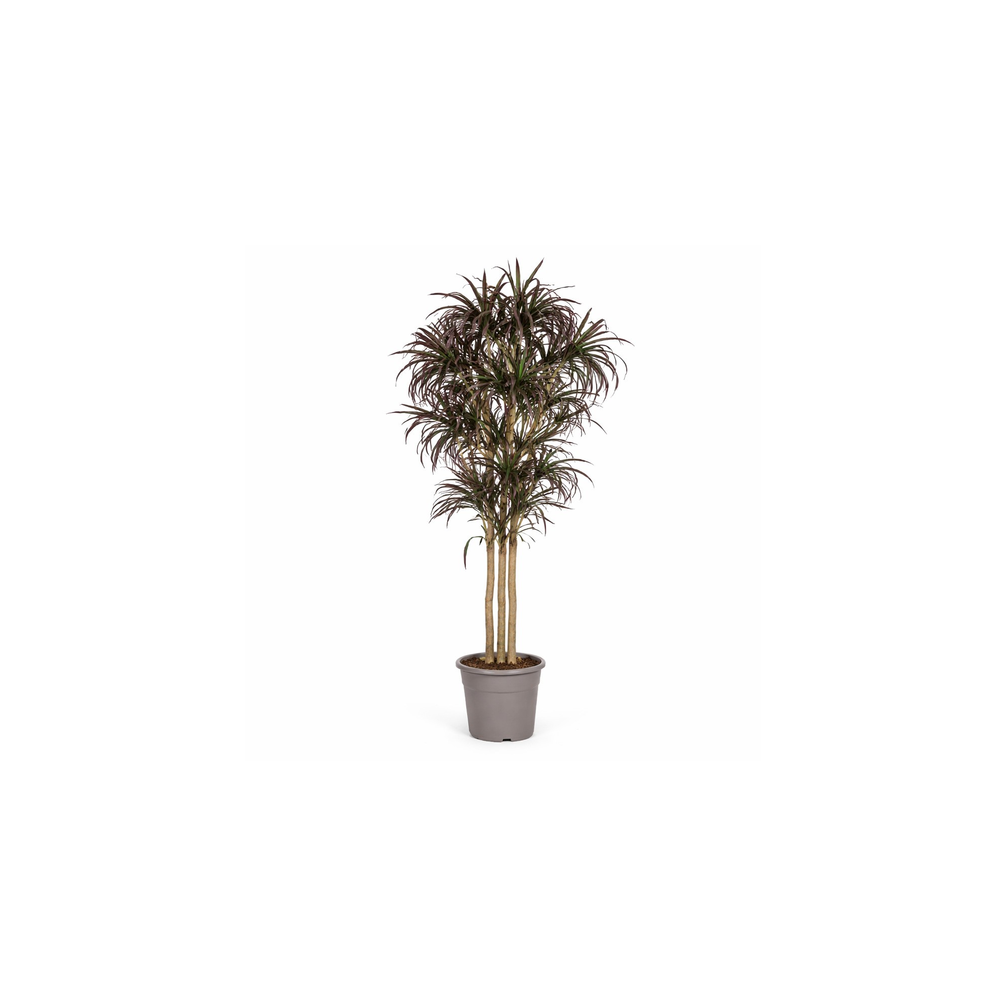  Dracena Seminaturale  Mini Foglie Multicolor  Tronco Mansanisi H 150 CM