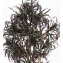 Dracena Seminaturale  Mini Foglie Multicolor  Tronco Mansanisi H 150 CM