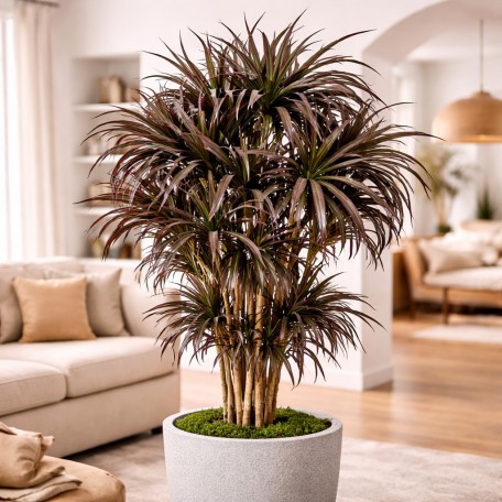 Dracena Seminaturale  Mini Foglie Multicolor  Tronco Mansanisi H 150 CM