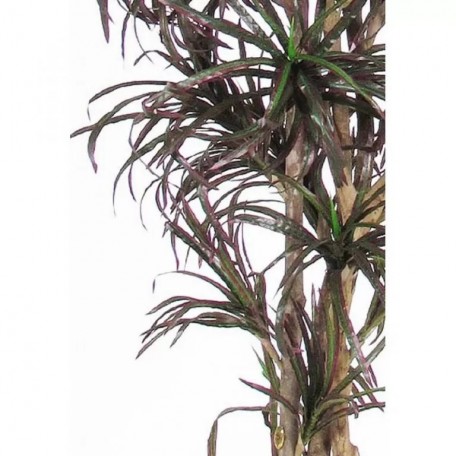 Dracena Seminaturale  Mini Foglie Multicolor  Tronco Mansanisi H 175 CM