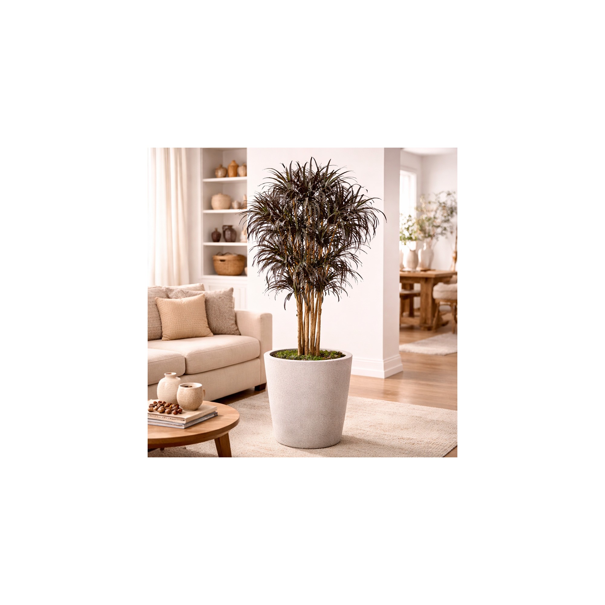  Dracena Seminaturale  Mini Foglie Multicolor  Tronco Mansanisi H 175 CM