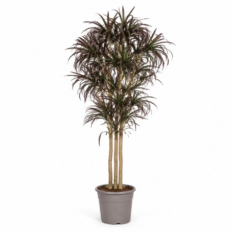 Dracena Seminaturale  Mini Foglie Multicolor  Tronco Mansanisi H 200 CM