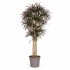 Dracena Seminaturale  Mini Foglie Multicolor  Tronco Mansanisi H 200 CM
