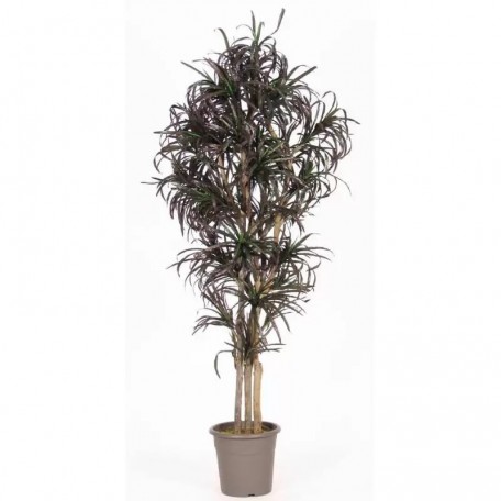 Dracena Seminaturale  Mini Foglie Multicolor  Tronco Mansanisi H 200 CM