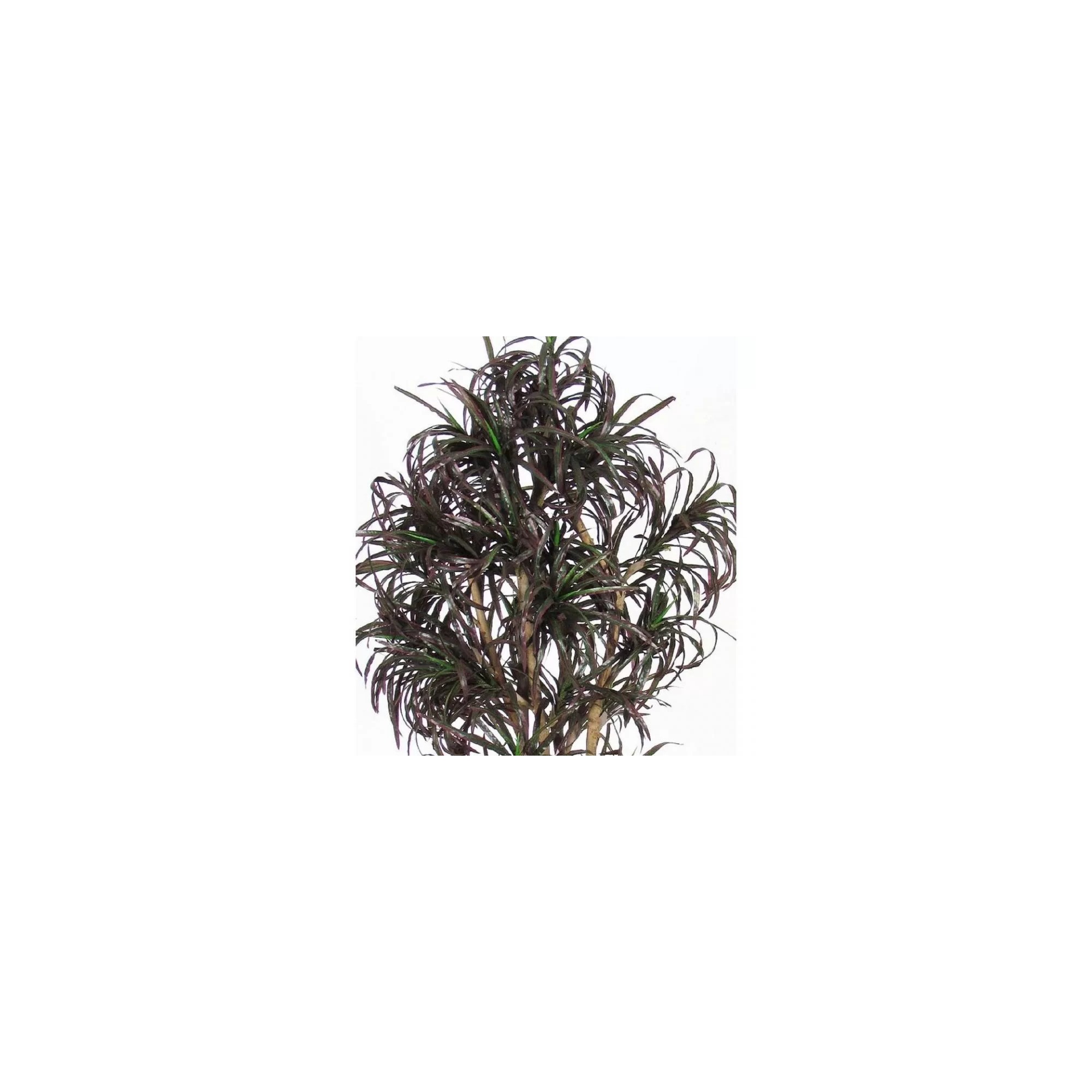  Dracena Seminaturale  Mini Foglie Multicolor  Tronco Mansanisi H 200 CM