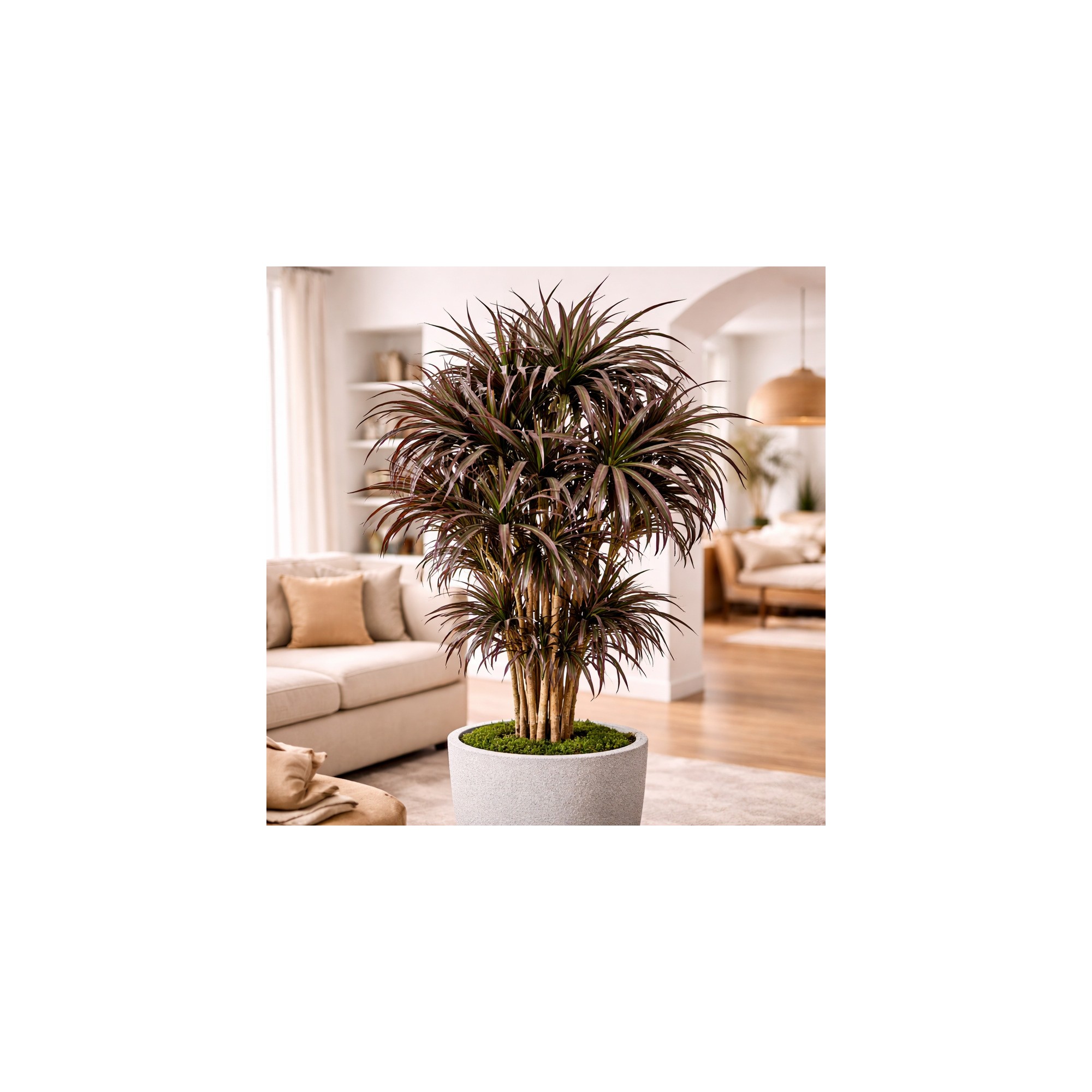  Dracena Seminaturale  Mini Foglie Multicolor  Tronco Mansanisi H 200 CM