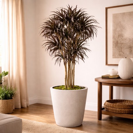 Dracena Seminaturale  Mini Foglie Multicolor  Tronco Mansanisi H 200 CM