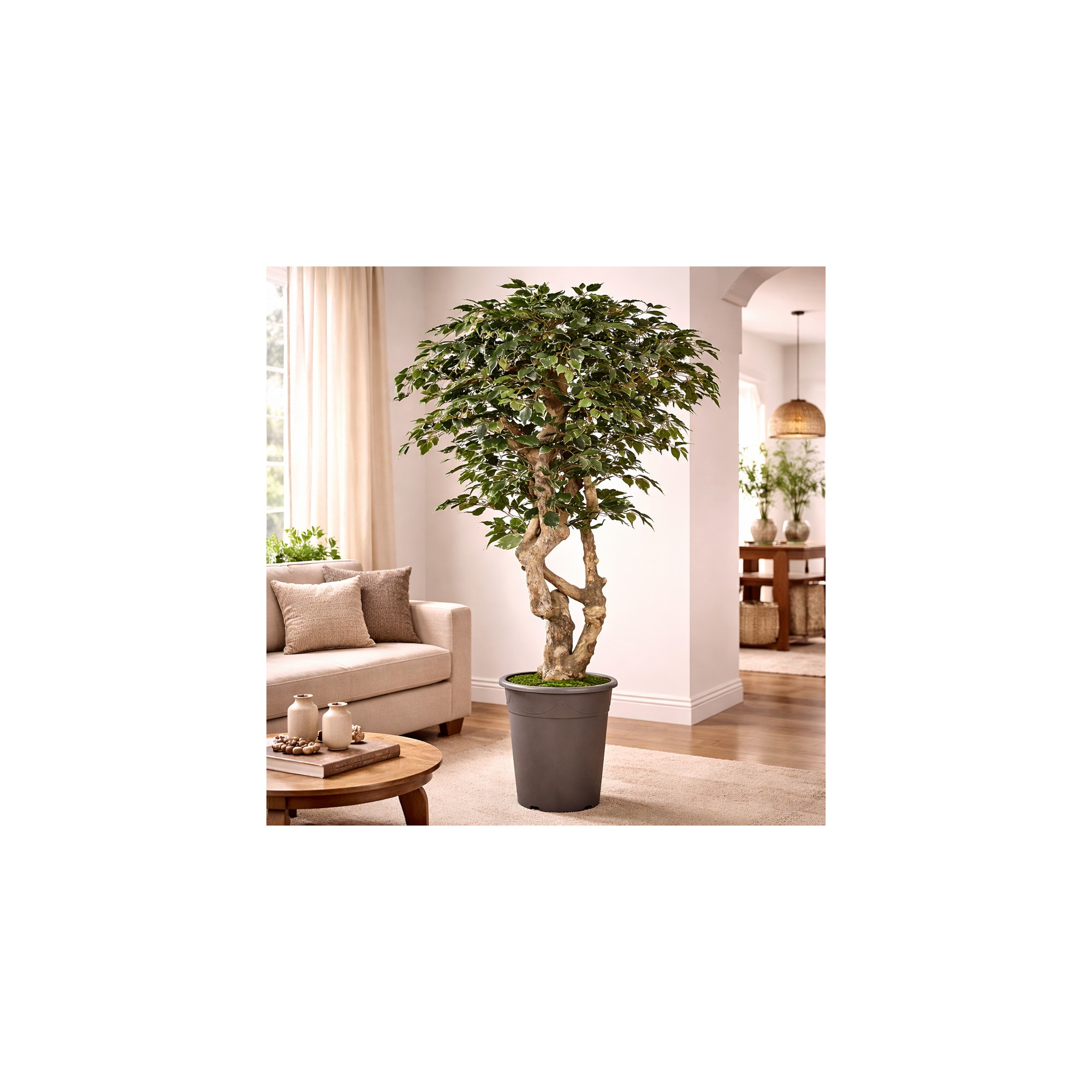  Ficus Elegance Seminaturale  Variegato  Tronco Mediterraneo H 200 CM