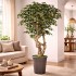 Ficus Elegance Seminaturale  Variegato  Tronco Mediterraneo H 200 CM