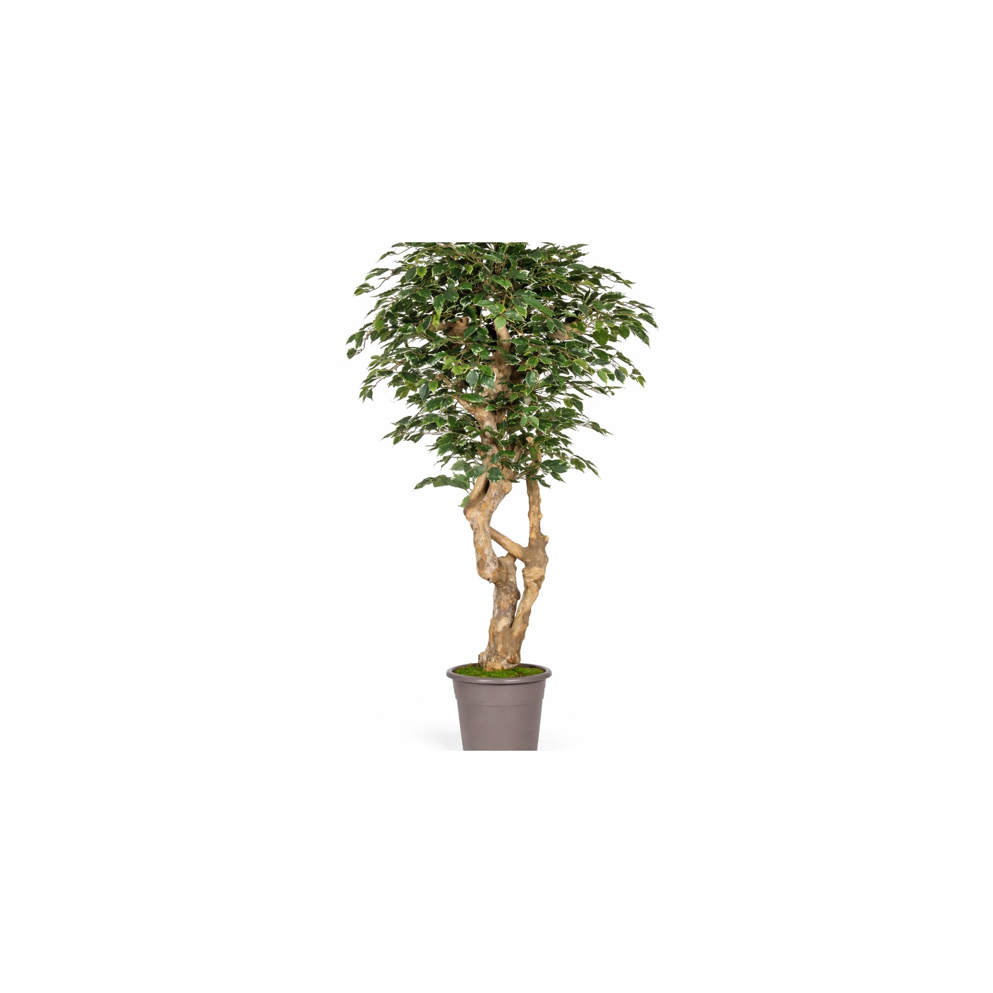  Ficus Elegance Seminaturale  Variegato  Tronco Mediterraneo H 200 CM