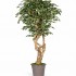 Ficus Elegance Seminaturale  Variegato  Tronco Mediterraneo H 200 CM
