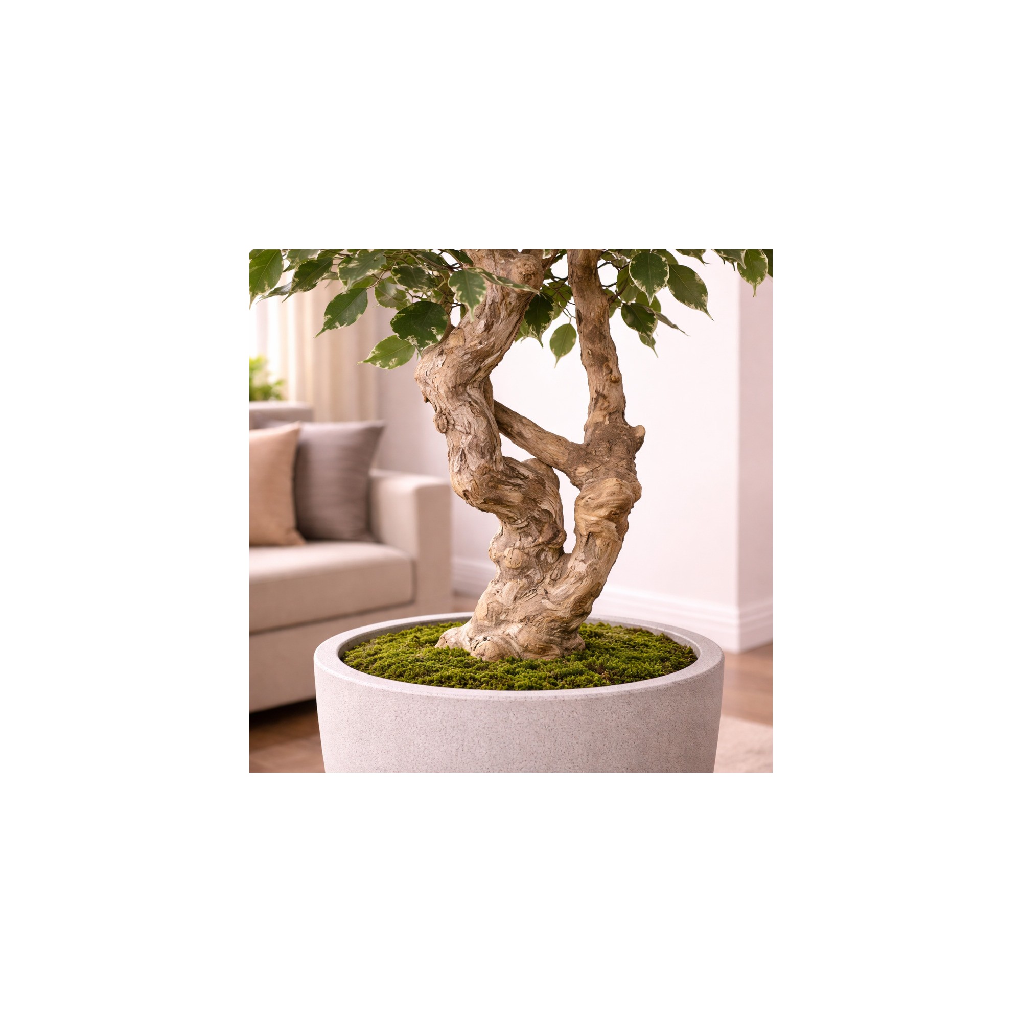  Ficus Elegance Seminaturale  Variegato  Tronco Mediterraneo H 200 CM