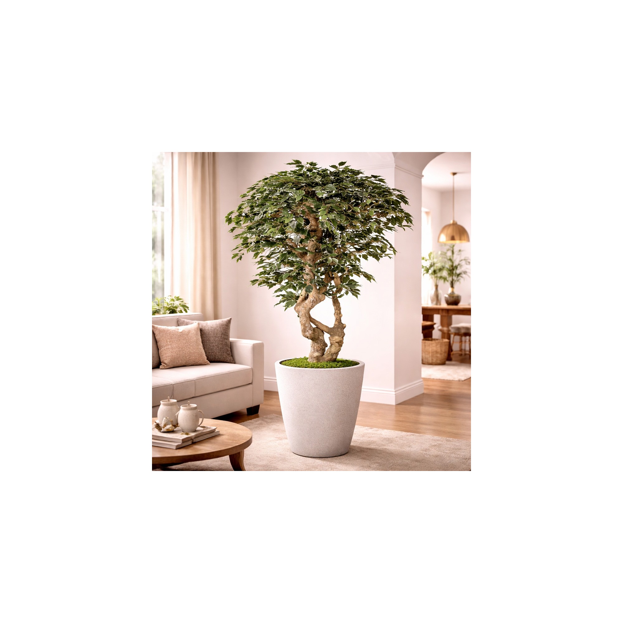  Ficus Elegance Seminaturale  Variegato  Tronco Mediterraneo H 175 CM