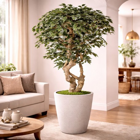 Ficus Elegance Seminaturale  Variegato  Tronco Mediterraneo H 175 CM