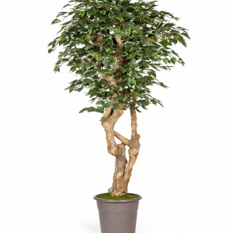 Ficus Elegance Seminaturale  Variegato  Tronco Mediterraneo H 175 CM