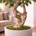 Ficus Elegance Seminaturale  Variegato  Tronco Mediterraneo H 175 CM