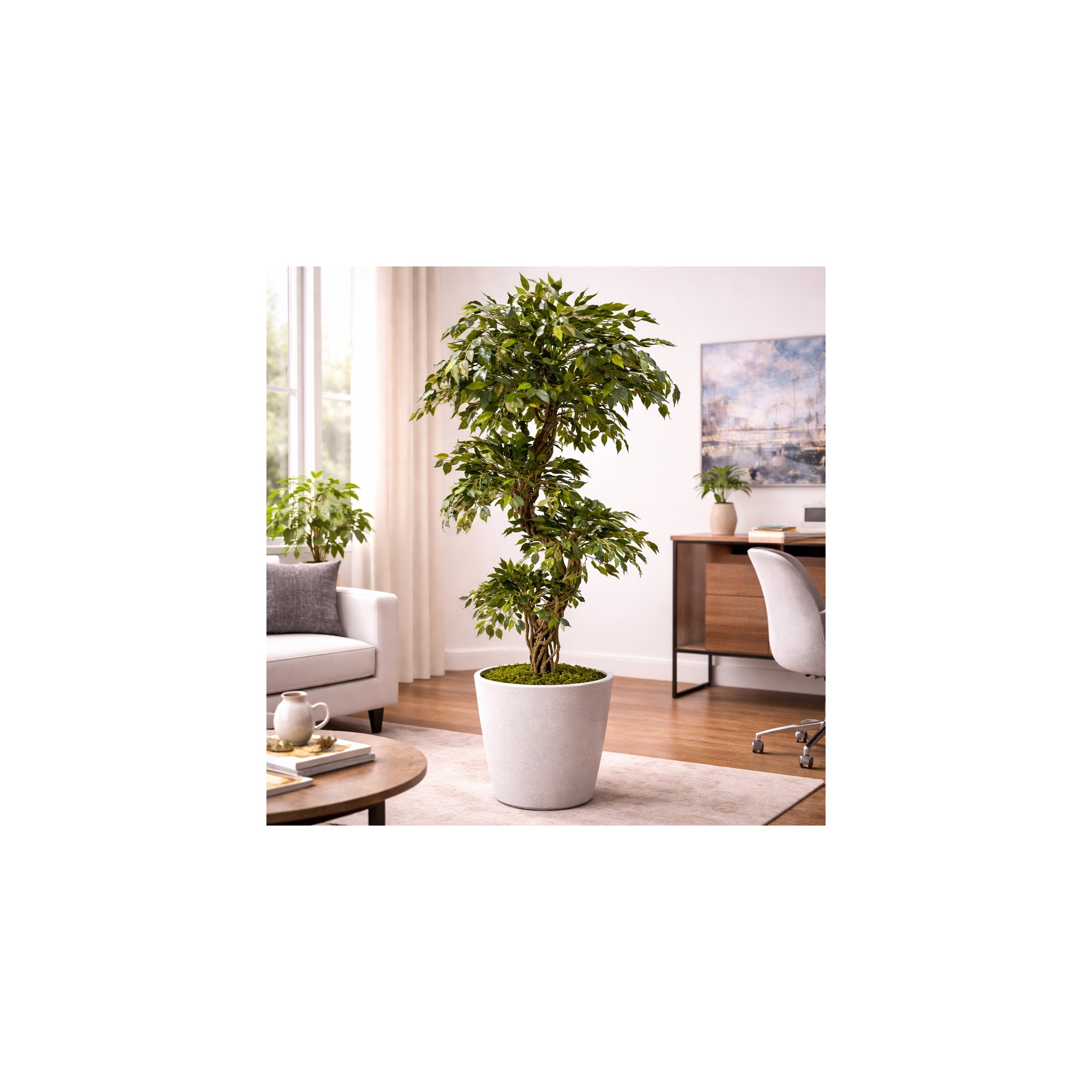  Ficus Mini Seminaturale  Verde  Tronco Liana  H 180 cm