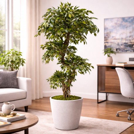 Ficus Mini Seminaturale  Verde  Tronco Liana  H 180 cm