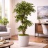 Ficus Mini Seminaturale  Verde  Tronco Liana  H 180 cm