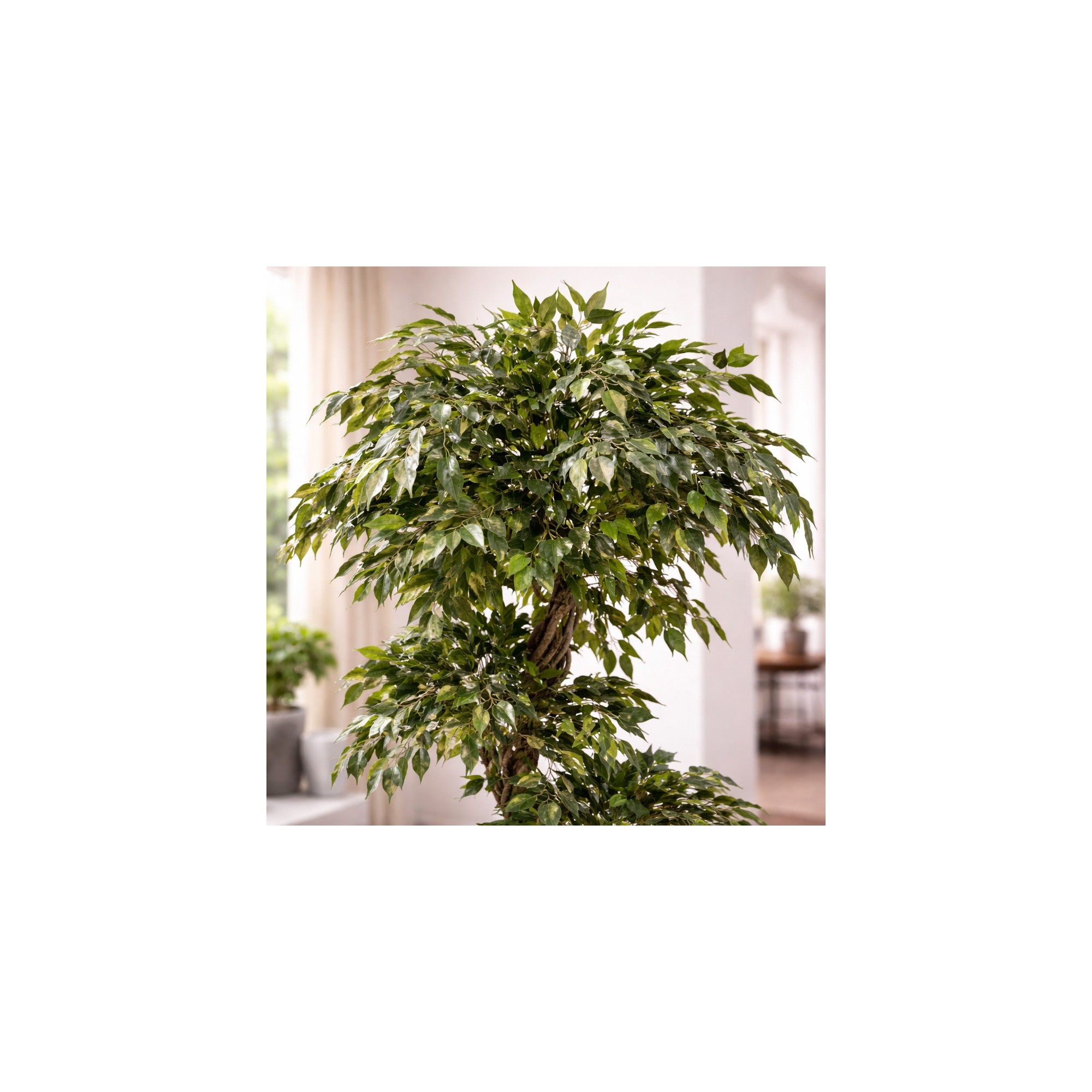  Ficus Mini Seminaturale  Verde  Tronco Liana  H 180 cm