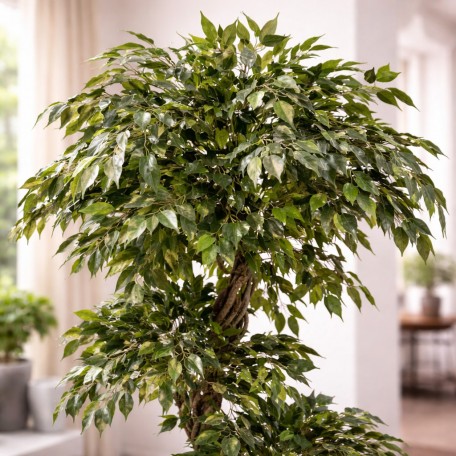 Ficus Mini Seminaturale  Verde  Tronco Liana  H 180 cm