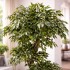 Ficus Mini Seminaturale  Verde  Tronco Liana  H 180 cm