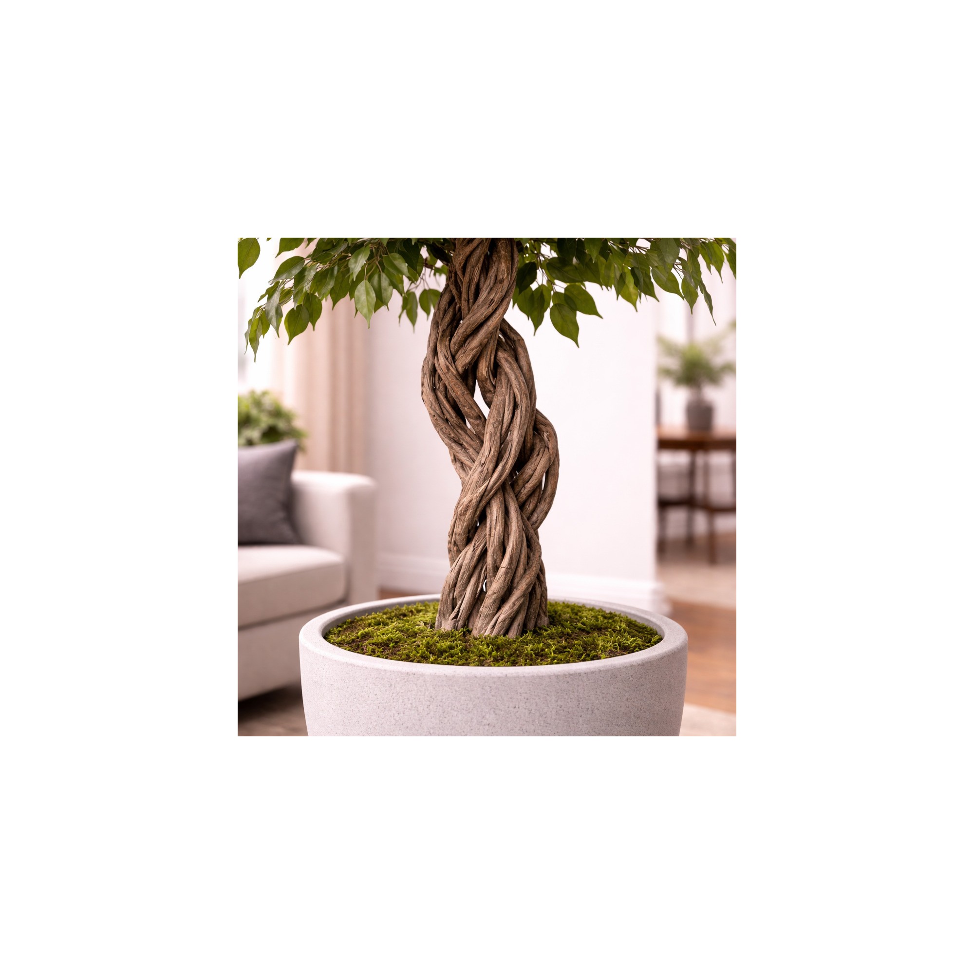  Ficus Mini Seminaturale  Verde  Tronco Liana  H 180 cm