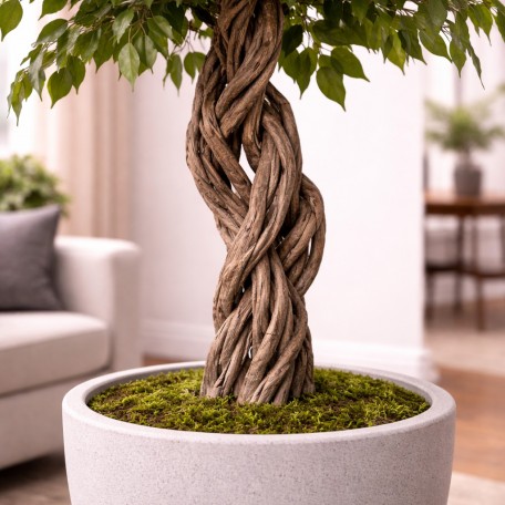 Ficus Mini Seminaturale  Verde  Tronco Liana  H 180 cm