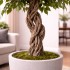 Ficus Mini Seminaturale  Verde  Tronco Liana  H 180 cm