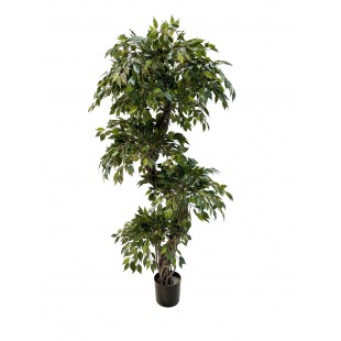 Ficus Mini Seminaturale...