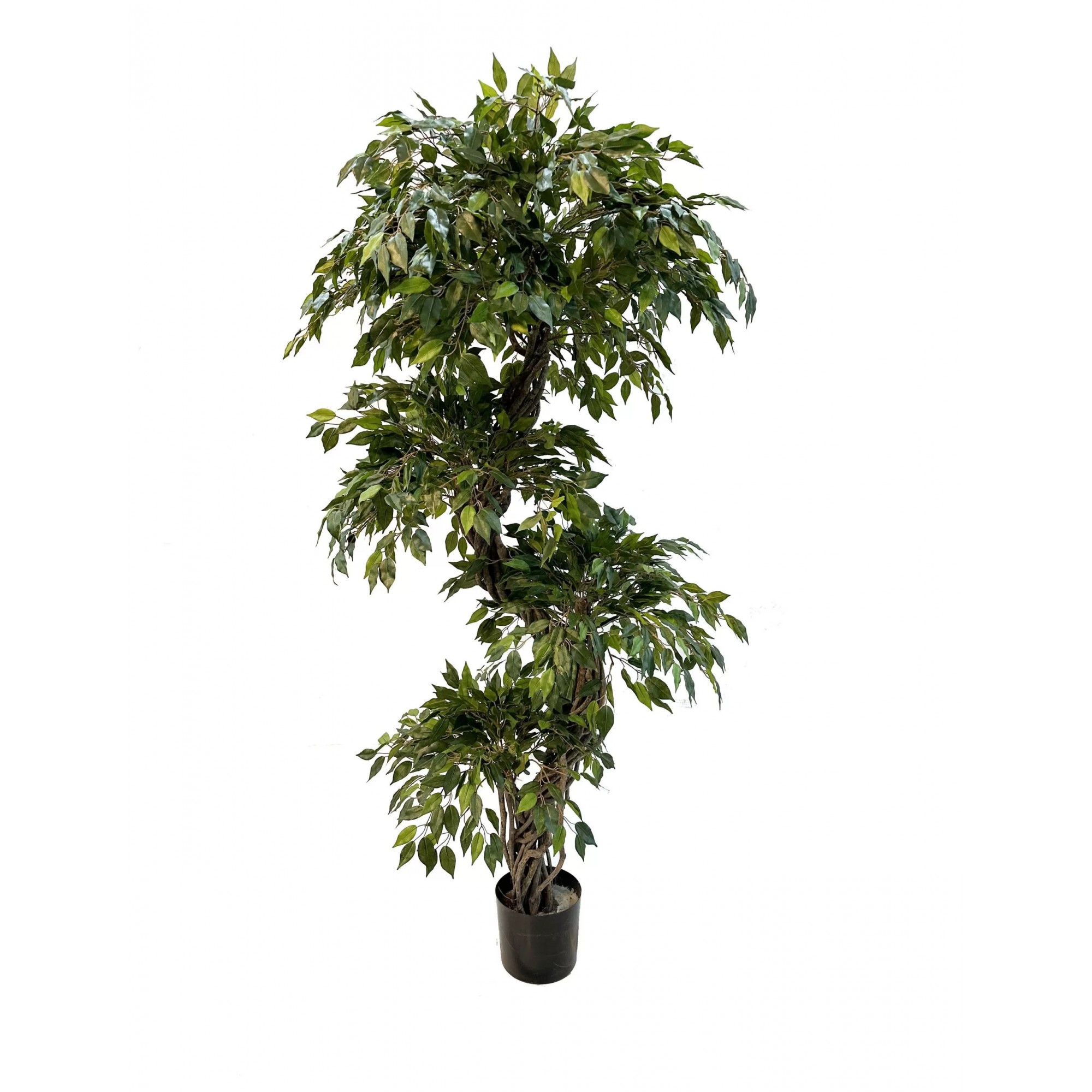  Ficus Mini Seminaturale  Verde  Tronco Liana  H 180 cm