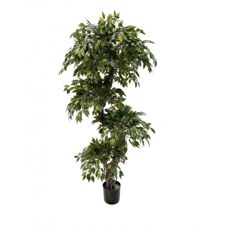 Ficus Mini Seminaturale  Verde  Tronco Liana  H 180 cm