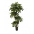 Ficus Mini Seminaturale  Verde  Tronco Liana  H 180 cm