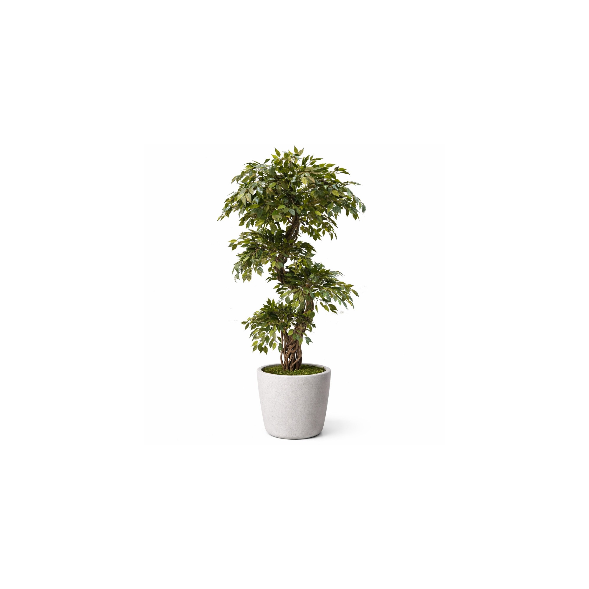  Ficus Mini Seminaturale  Verde  Tronco Liana  H 180 cm