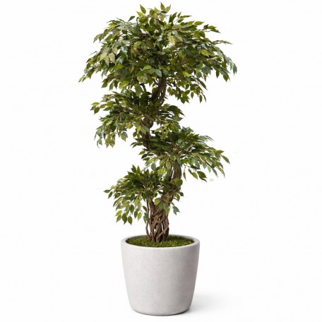 Ficus Mini Seminaturale  Verde  Tronco Liana  H 180 cm