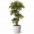 Ficus Mini Seminaturale  Verde  Tronco Liana  H 180 cm