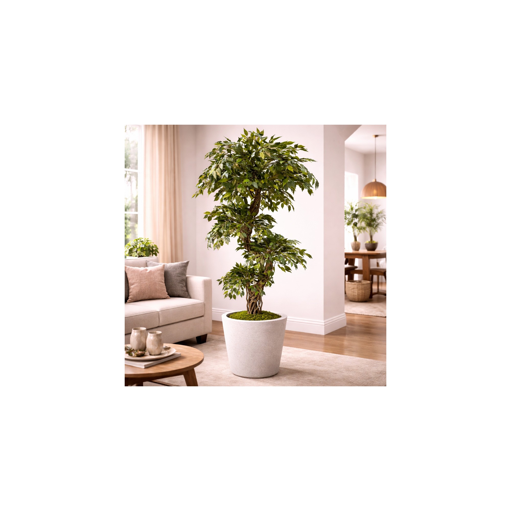  Ficus Mini Seminaturale  Verde  Tronco Liana  H 180 cm