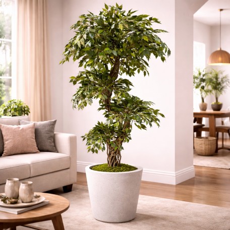 Ficus Mini Seminaturale  Verde  Tronco Liana  H 180 cm