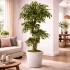 Ficus Mini Seminaturale  Verde  Tronco Liana  H 180 cm