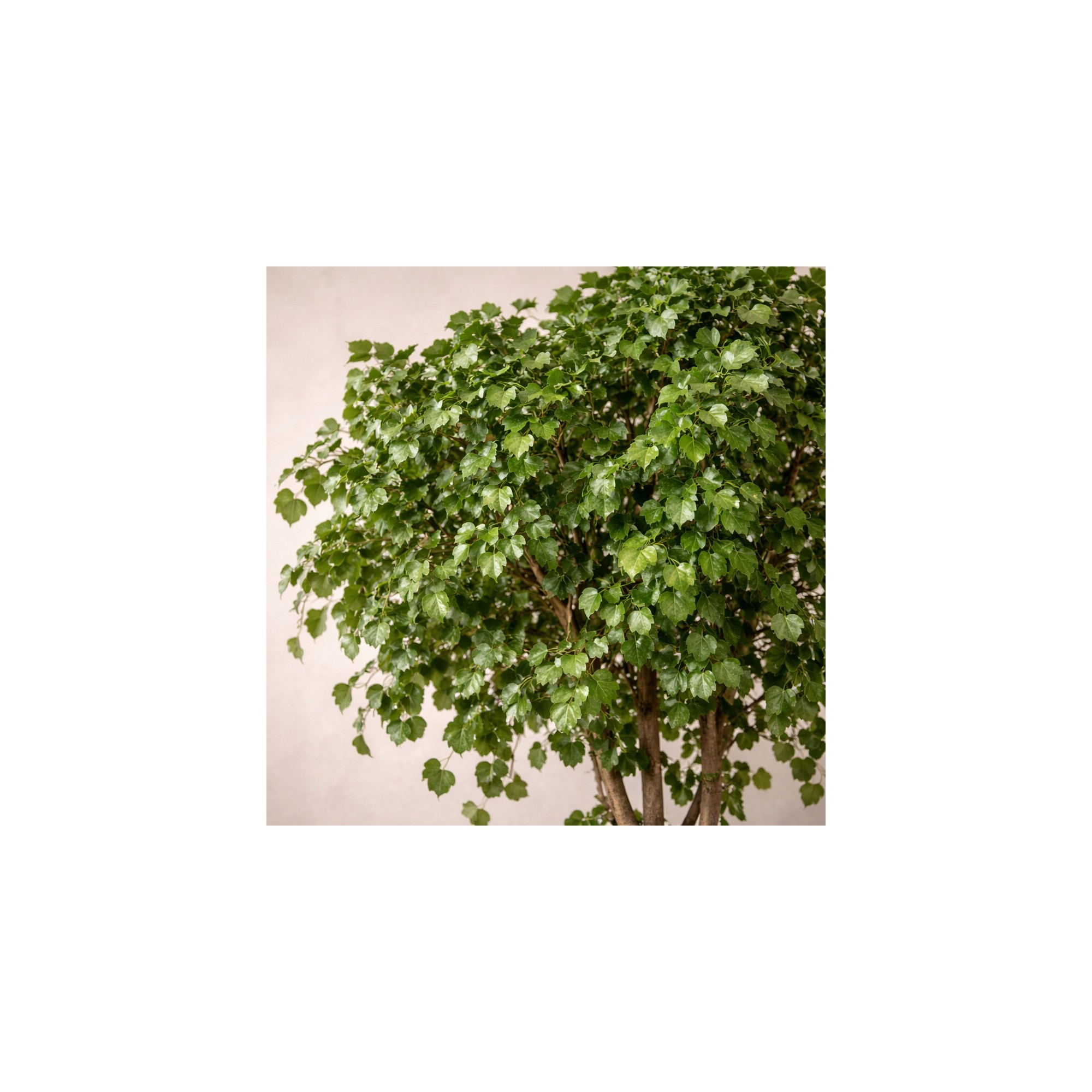  Ginkgo Biloba Seminaturale  Verde  Tronco Naturale  H 250 cm