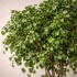 Ginkgo Biloba Seminaturale  Verde  Tronco Naturale  H 250 cm