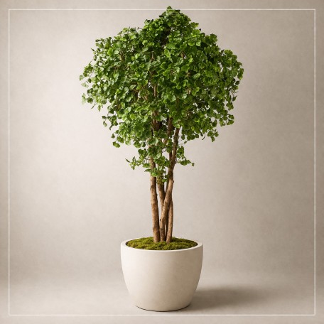 Ginkgo Biloba Seminaturale  Verde  Tronco Naturale  H 250 cm