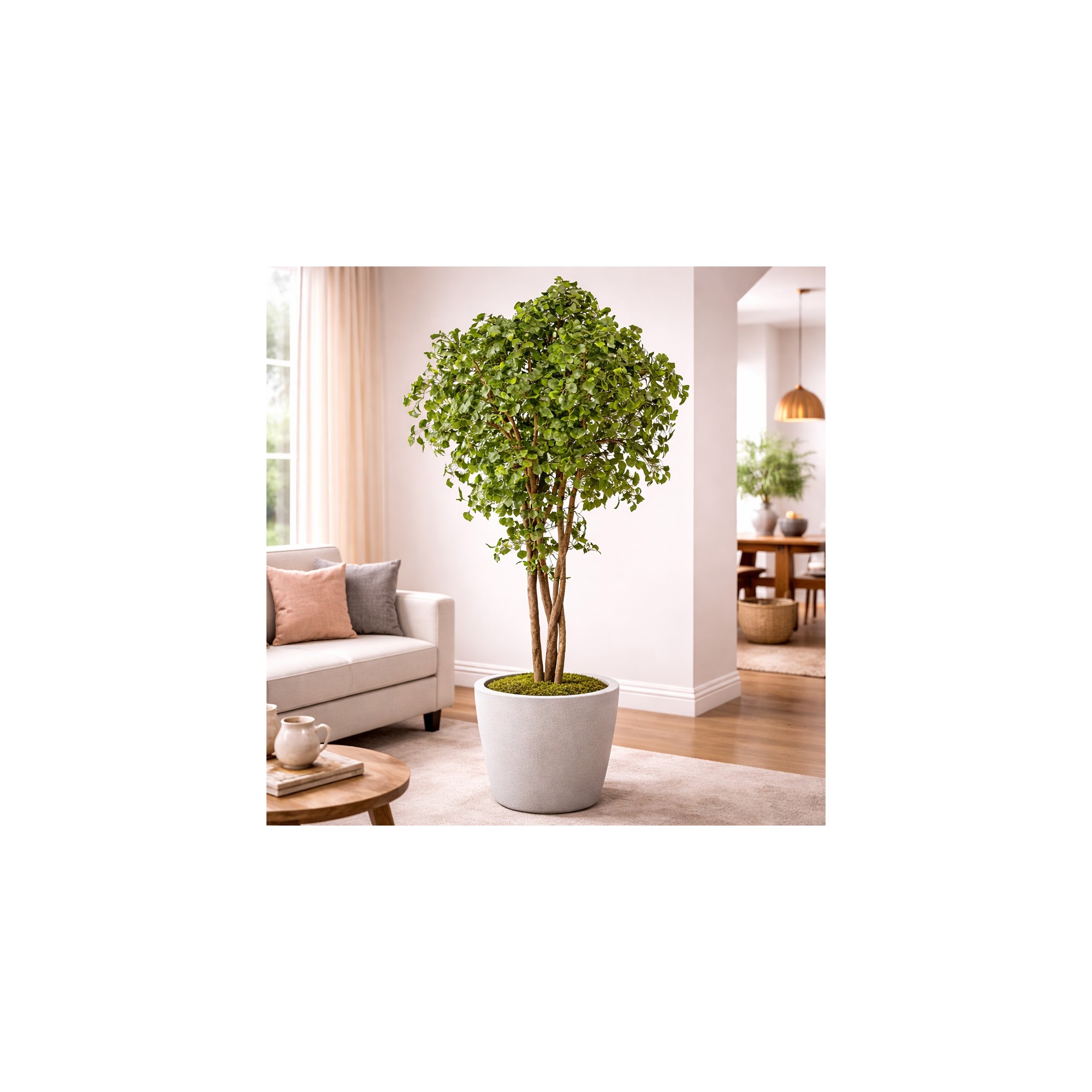  Ginkgo Biloba Seminaturale  Verde  Tronco Naturale  H 250 cm