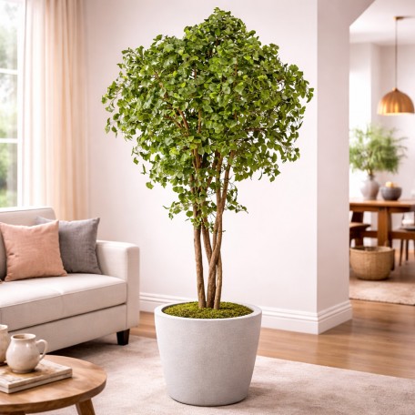 Ginkgo Biloba Seminaturale  Verde  Tronco Naturale  H 250 cm