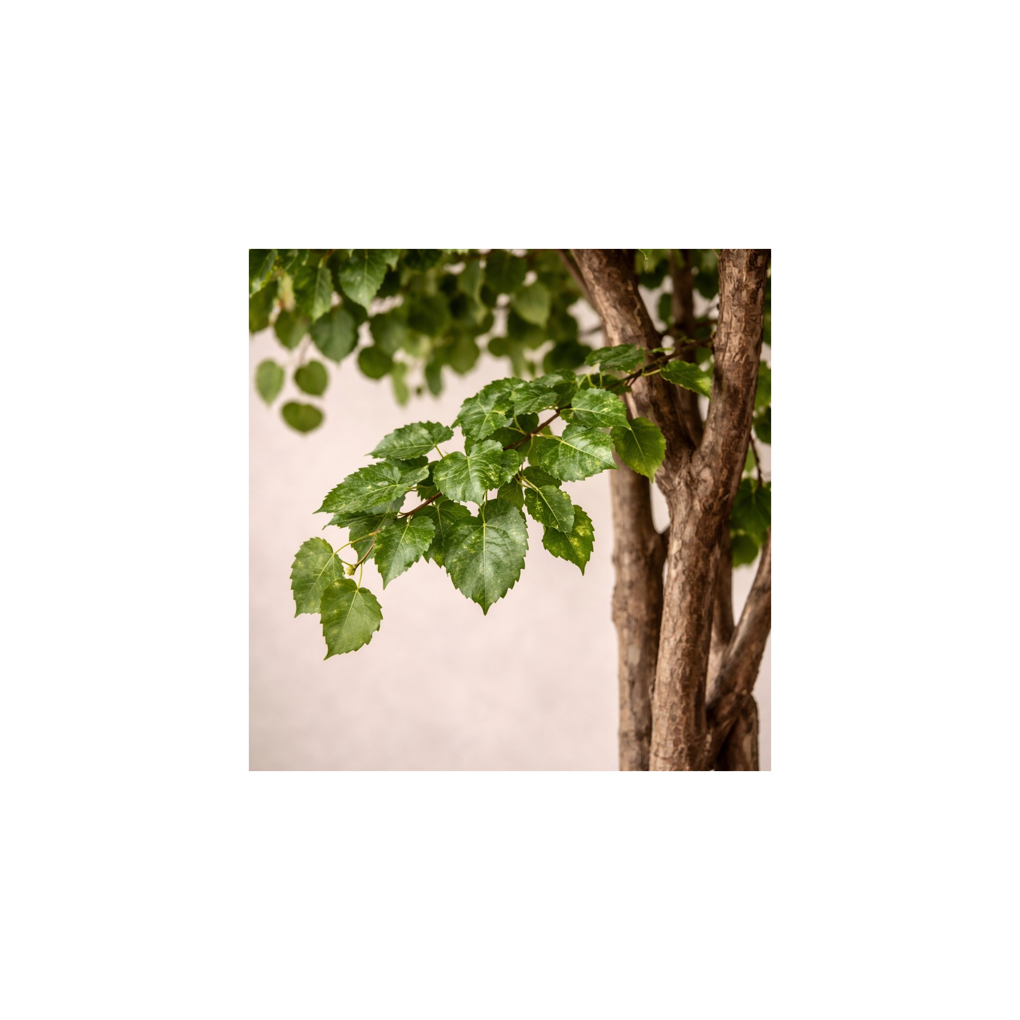  Ginkgo Biloba Seminaturale  Verde  Tronco Naturale  H 250 cm