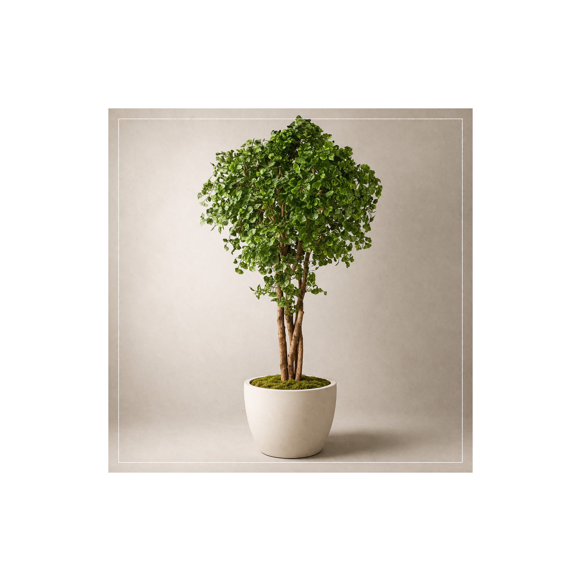  Ginkgo Biloba Seminaturale  Verde  Tronco Naturale  H 300 cm