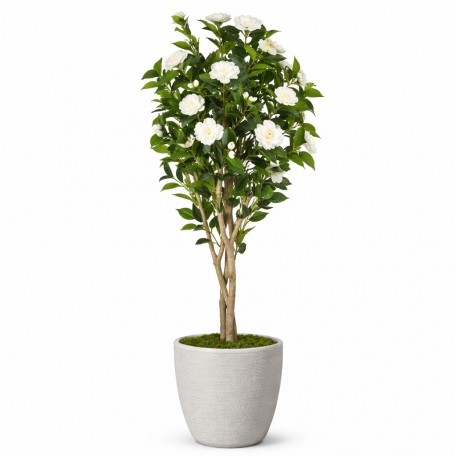 Camelia Seminaturale  Fiori Bianchi  Tronco Mansanisi H 125 CM es